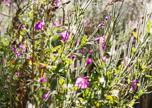 VILD  Kommune: tag på natur i Høje-Taastrup